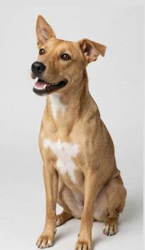 MAPLE -  Carolina Dog and Basenji Dog for Adoption in Houston, Texas - MAPLE | PetCurious