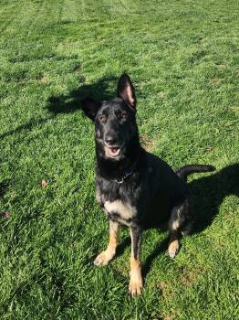 Rescue German Shepherd Dog Dogs for Adoption in Temecula, California - Artemis | PetCurious