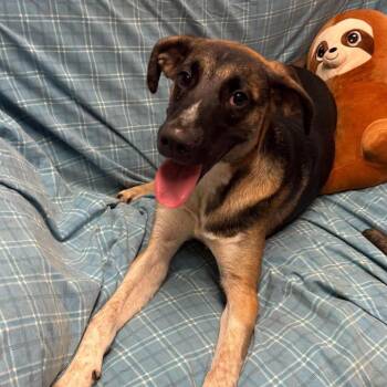 Meyers -  Shepherd and Mixed Breed Dog for Adoption in Hackett, Arkansas - Meyers | PetCurious