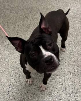 Mingle -  Pit Bull Terrier and Mixed Breed Dog for Adoption in Kansas City, Missouri - Mingle | PetCurious