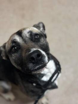 Starry -  German Shepherd Dog Dog for Adoption in Lima, Ohio - Starry | PetCurious