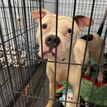 Kane -  Mixed Breed Dog for Adoption in Port Charlotte, Florida - Kane | PetCurious