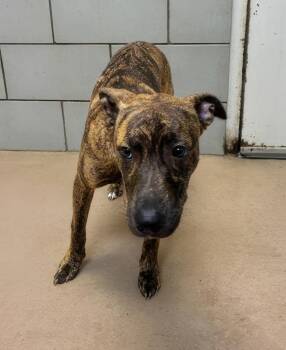 Cairo -  Mixed Breed Dog for Adoption in Nashville, Tennessee - Cairo | PetCurious