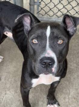 Carbon -  Pit Bull Terrier Dog for Adoption in Chicago, Illinois - Carbon | PetCurious
