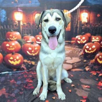 AMBERLYN -  Siberian Husky and Labrador Retriever Dog for Adoption in Long Beach, California - AMBERLYN | PetCurious