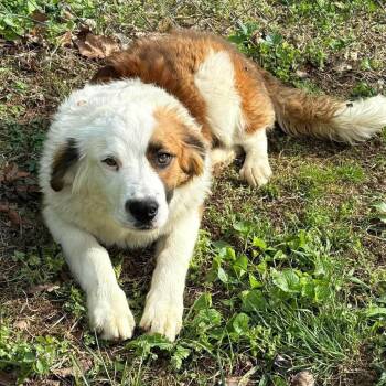 English Shepherd and Mixed Breed Dogs Available for Adoption - Duel *FOSTER / FOSTER TO ADOPT NEEDED* | PetCurious