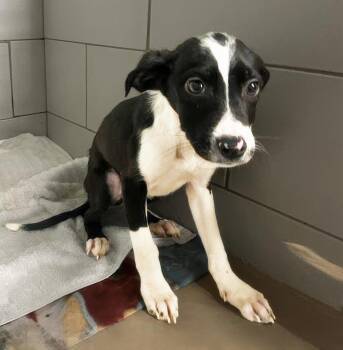 Pupsickle -  Mixed Breed Dog for Adoption in Nashville, Tennessee - Pupsickle | PetCurious