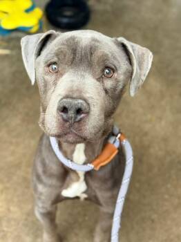 Pit Bull Terrier Dogs Available for Adoption in Chicago, Illinois - Salmon | PetCurious
