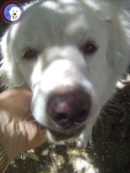 Kelly -  Great Pyrenees Dog for Adoption in Spring, Texas - Kelly | PetCurious