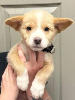 Clay -  Australian Shepherd Dog for Adoption in Littleton, Colorado - Clay | PetCurious