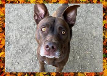 Rescue Pit Bull Terrier Dogs for Adoption in Ojai, California - CHARLOTTE | PetCurious