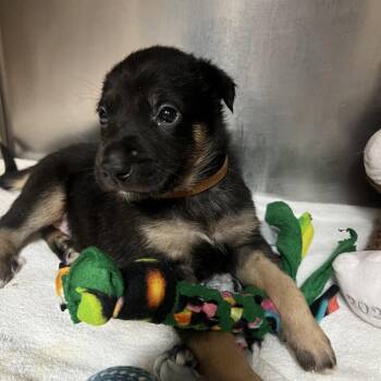 German Shepherd Dog Dogs Available for Adoption in Austin, Texas - Soyuz | PetCurious