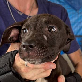 Mixed Breed Dogs Available for Adoption in Lake Jackson, Texas - Nutella | PetCurious