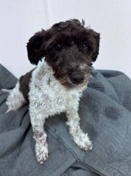 Melanie -  Shih Tzu and Poodle Dog for Adoption in Lambertville, New Jersey - Melanie | PetCurious