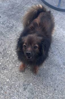 Kingston -  Papillon and Pomeranian Dog for Adoption in Metairie, Louisiana - Kingston | PetCurious
