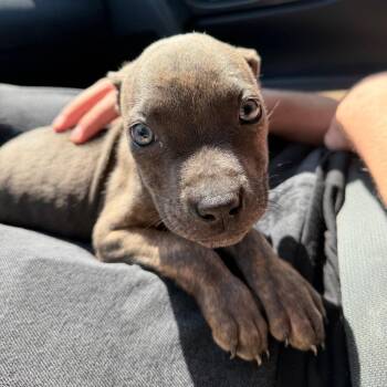 Fawn C-34197 -  Pit Bull Terrier and Mixed Breed Dog for Adoption in Oklahoma City, Oklahoma - Fawn C-34197 | PetCurious