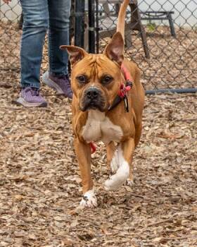 Mixed Breed Dogs Available for Adoption in Chamblee, Georgia - Miles Davis | PetCurious