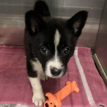 Eros -  Cattle Dog Dog for Adoption in Parma, Ohio - Eros | PetCurious