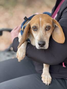 Rescue Beagle Dogs for Adoption in Meherrin, Virginia - Georgia | PetCurious