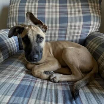 Patch -  Shepherd and Labrador Retriever Dog for Adoption in Cedarburg, Wisconsin - Patch | PetCurious