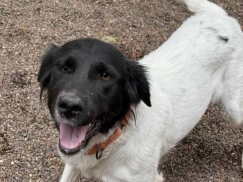 Rescue Mixed Breed Dogs for Adoption in Houghton, Michigan - Quimby | PetCurious