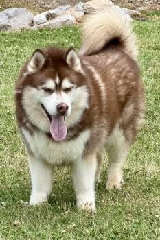 Big Boy -  Alaskan Malamute Dog for Adoption in Maryville, Tennessee - Big Boy | PetCurious