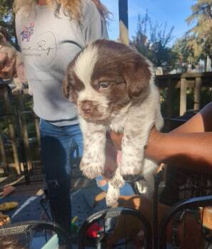 Rescue Terrier Dogs for Adoption in Penryn, California - Billy | PetCurious