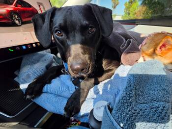 Cash -  Labrador Retriever and Chihuahua Dog for Adoption in Santa Monica, California - Cash | PetCurious