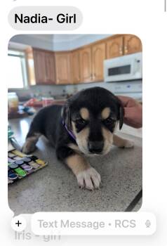 Rottweiler and Great Pyrenees Dogs Available for Adoption in Midway, Utah - Nadia | PetCurious