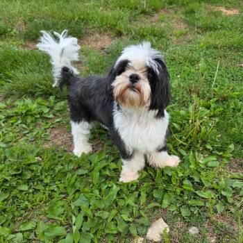 Shih Tzu Dogs Available for Adoption in Jackson, Missouri - Bamboo | PetCurious
