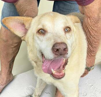 Sandy -  Labrador Retriever and Cattle Dog Dog for Adoption in Austin, Texas - Sandy | PetCurious