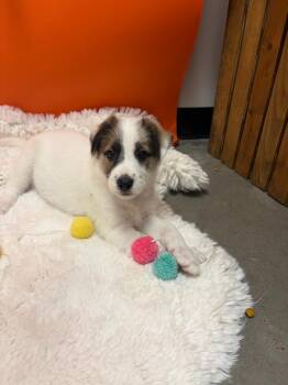 Shepherd and Australian Shepherd Dogs Available for Adoption in Phoenix, Arizona - Stratt | PetCurious