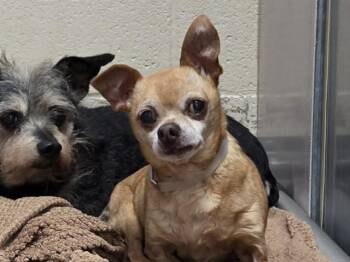 Chihuahua Dogs Available for Adoption in Martinez, California - DALE | PetCurious
