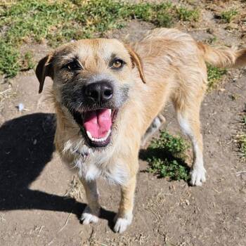 KEVIN -  Border Terrier Dog for Adoption in Camarillo, California - KEVIN | PetCurious
