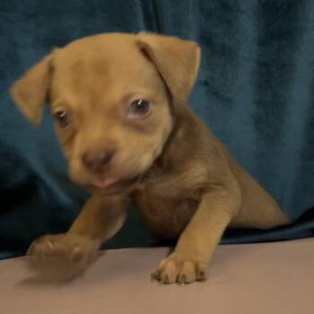 Shepherd Dogs Available for Adoption in San Antonio, Texas - Dolly | PetCurious