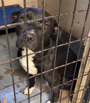 Rescue Pit Bull Terrier and Mixed Breed Dogs for Adoption in Carthage, Missouri - Zane | PetCurious