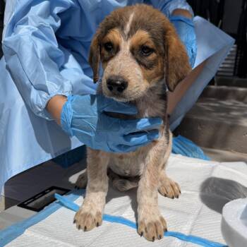 Abel -  Mixed Breed Dog for Adoption in Moab, Utah - Abel | PetCurious
