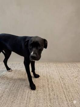 DEMA -  Staffordshire Bull Terrier and Great Dane Dog for Adoption in Doral, Florida - DEMA | PetCurious