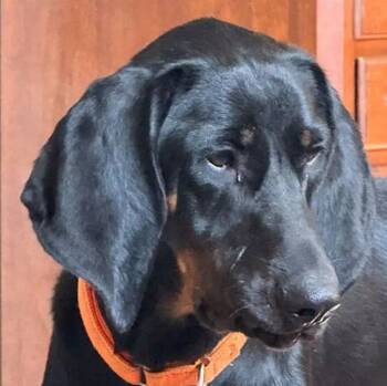Pluto (KY) -  Black And Tan Coonhound Dog for Adoption - Pluto (KY) | PetCurious