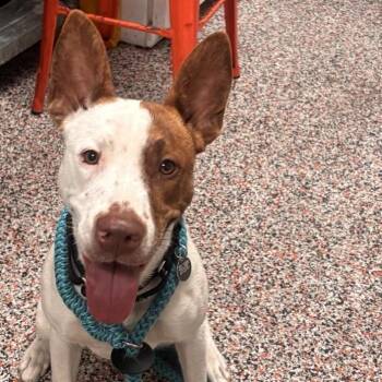 Katniss -  Mixed Breed and Cattle Dog Dog for Adoption in Salt Lake City, Utah - Katniss | PetCurious
