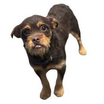 Taki -  Brussels Griffon Dog for Adoption in Red Bluff, California - Taki | PetCurious