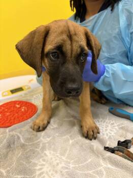 Lumpy Space Princess -  Mixed Breed Dog for Adoption in Raleigh, North Carolina - Lumpy Space Princess | PetCurious