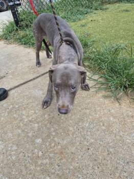 Ic9 -  Labrador Retriever and Pit Bull Terrier Dog for Adoption in Lawrenceville, Georgia - Ic9 | PetCurious