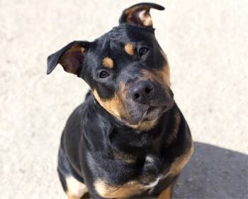 English Bulldog and Rottweiler Dogs Available for Adoption in Winnipeg, Manitoba - Clayton | PetCurious