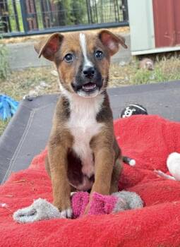 Eclair -  Mixed Breed and Hound Dog for Adoption in Brookshire, Texas - Eclair | PetCurious