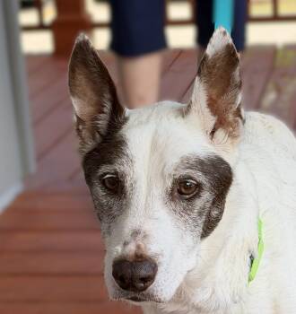 Terrier Dogs Available for Adoption in Slidell, Louisiana - Annie Mae | PetCurious
