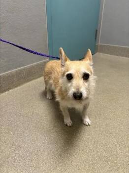CHUNCKY -  Chihuahua Dog for Adoption in Las Vegas, Nevada - CHUNCKY | PetCurious