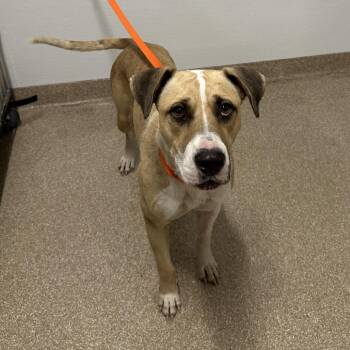 Bello -  Mixed Breed and Labrador Retriever Dog for Adoption in League City, Texas - Bello | PetCurious