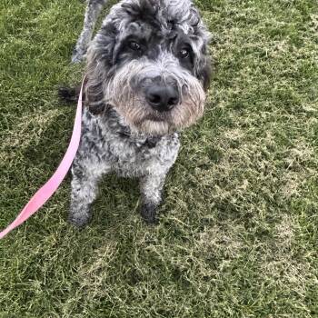 Roxy 52 lbs -  Goldendoodle Dog for Adoption in Antwerp, Ohio - Roxy 52 Lbs | PetCurious