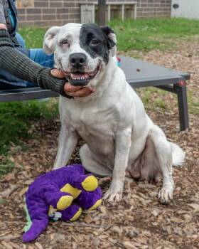 Lacy -  Mixed Breed Dog for Adoption in Chamblee, Georgia - Lacy | PetCurious